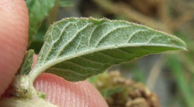 Amaranthus deflexus / Amaranto prostrato